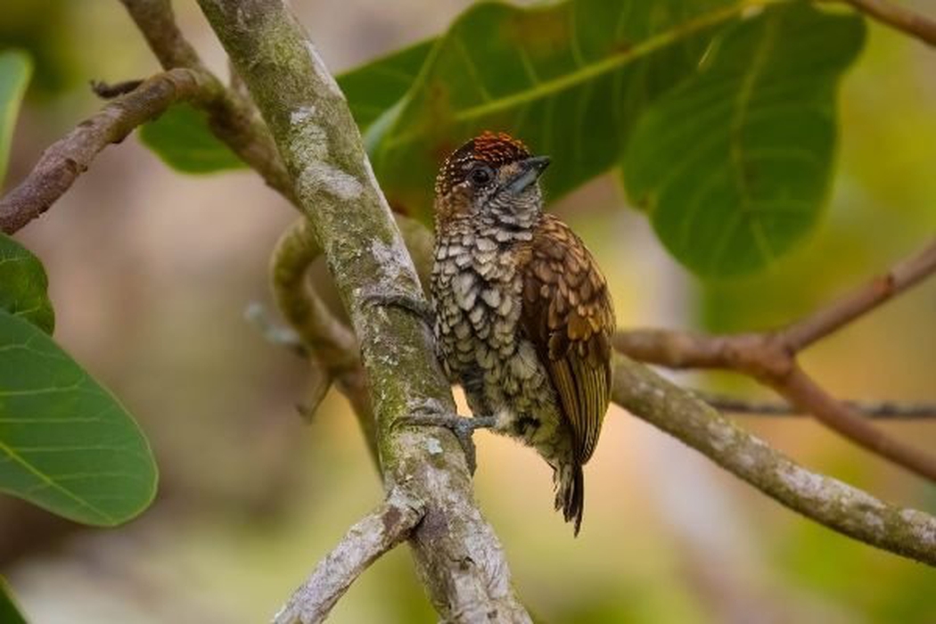 Plan avistamiento de aves Hoteles Colsubsidio Plan avistamiento de aves Hoteles Colsubsidio