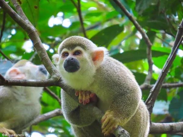 Fauna Hoteles Colsubsidio Fauna Hoteles Colsubsidio