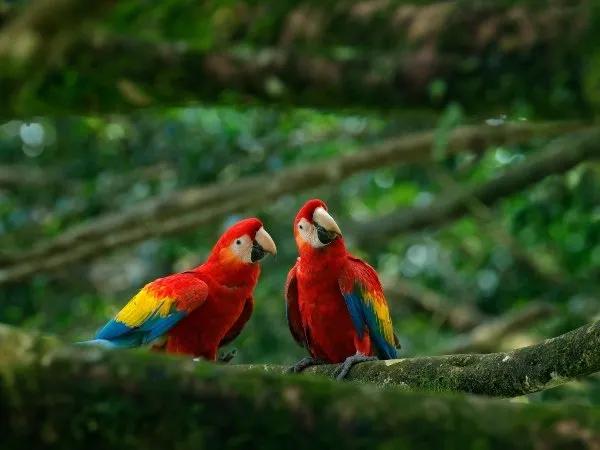 Fauna Hoteles Colsubsidio Fauna Hoteles Colsubsidio