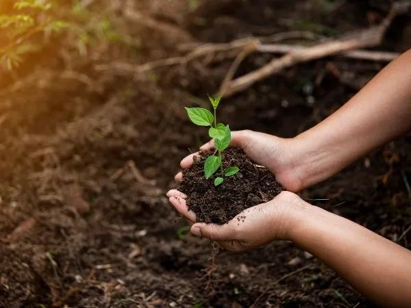 Siembra de árboles Hoteles Colsubsidio Siembra de árboles Hoteles Colsubsidio