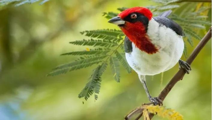 Alcaraván protagonista del Global Big Day 2023 Hoteles Colsubsidio Alcaraván protagonista del Global Big Day 2023 Hoteles Colsubsidio