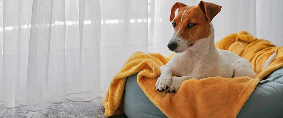 Viaje pet friendly a Cantú I Hoteles Colsubsidio Hoteles Colsubsidio Viaje pet friendly a Cantú I Hoteles Colsubsidio Hoteles Colsubsidio