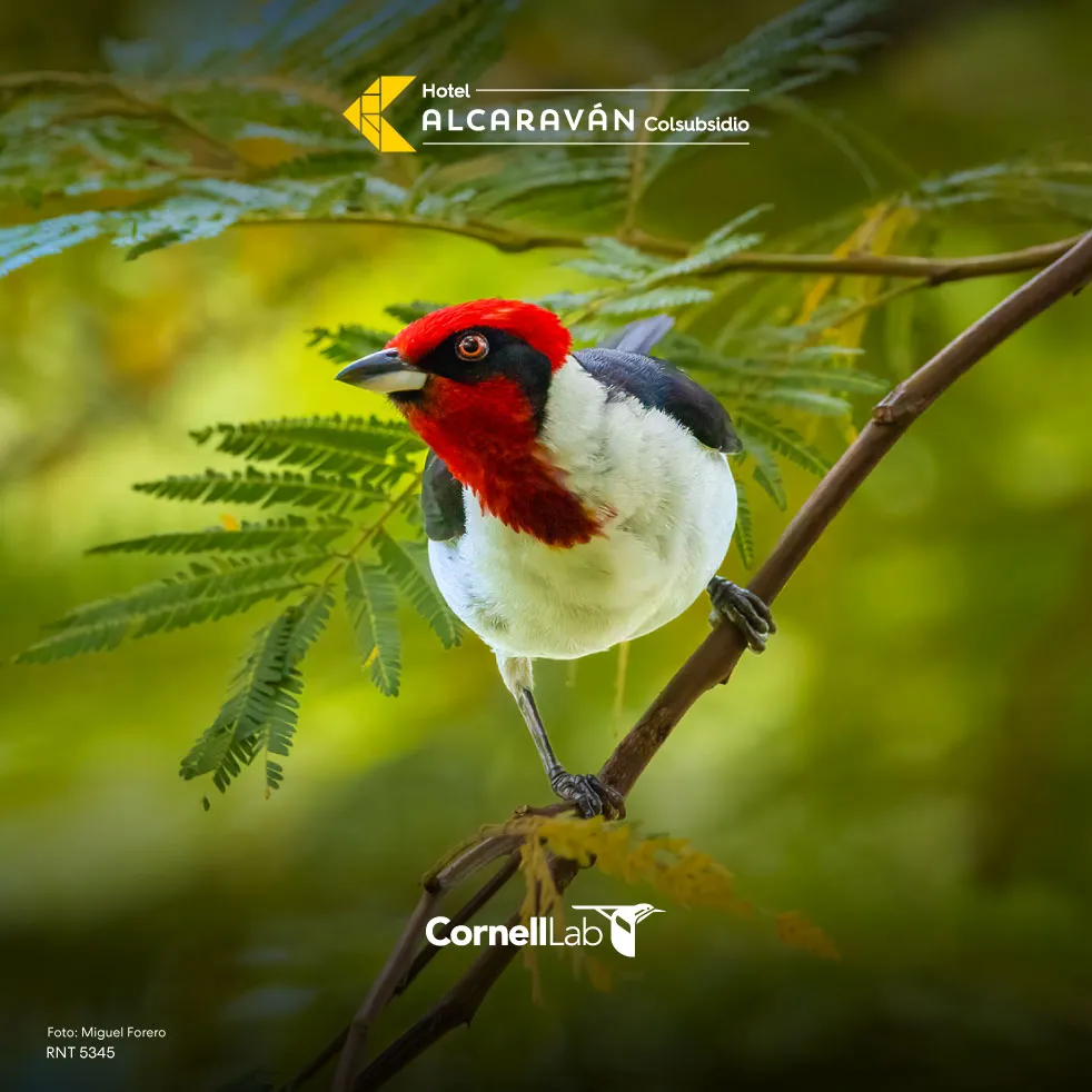 Premios Global Hotel Alcaravan